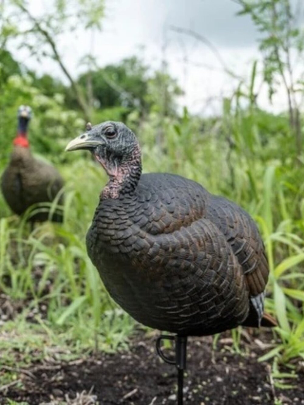‼️ HOT DEAL‼️Ultra realistic Breeder Hen turkey decoy New With Tags